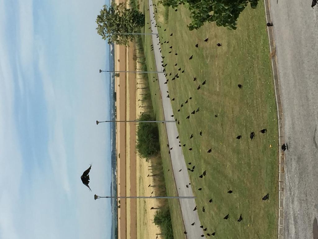 Birdland Villapark Golf View Bük Buitenkant foto
